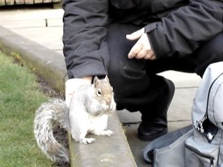 Caresse puis attaque de l'écureuil