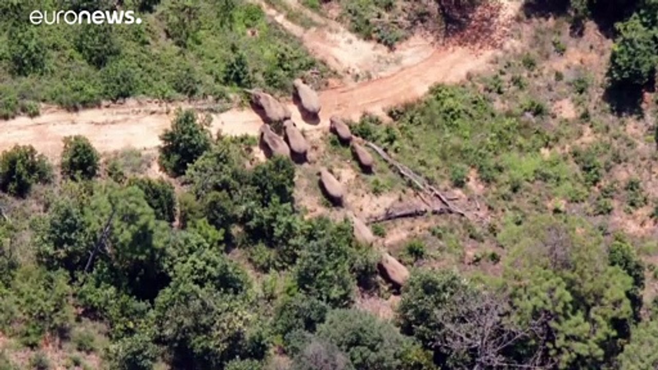 Nach monatelanger Odyssee: Elefantenherde kehrt (offenbar) heim