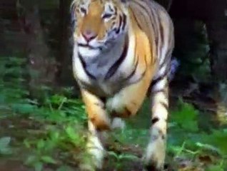 Baby Einstein S01E04 - Baby Dolittle World Animals