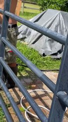 Horse Cools off in Lawn Sprinkler