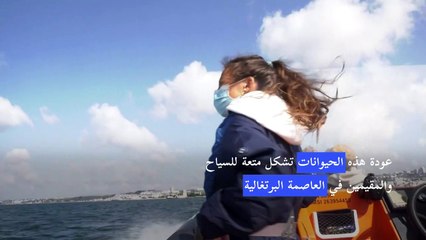الجائحة تعيد الدلافين إلى مياه لشبونة