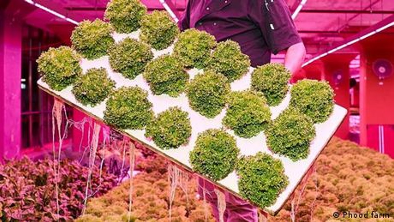 Aquaponik: Wie aus Fisch frisches Gemüse wird