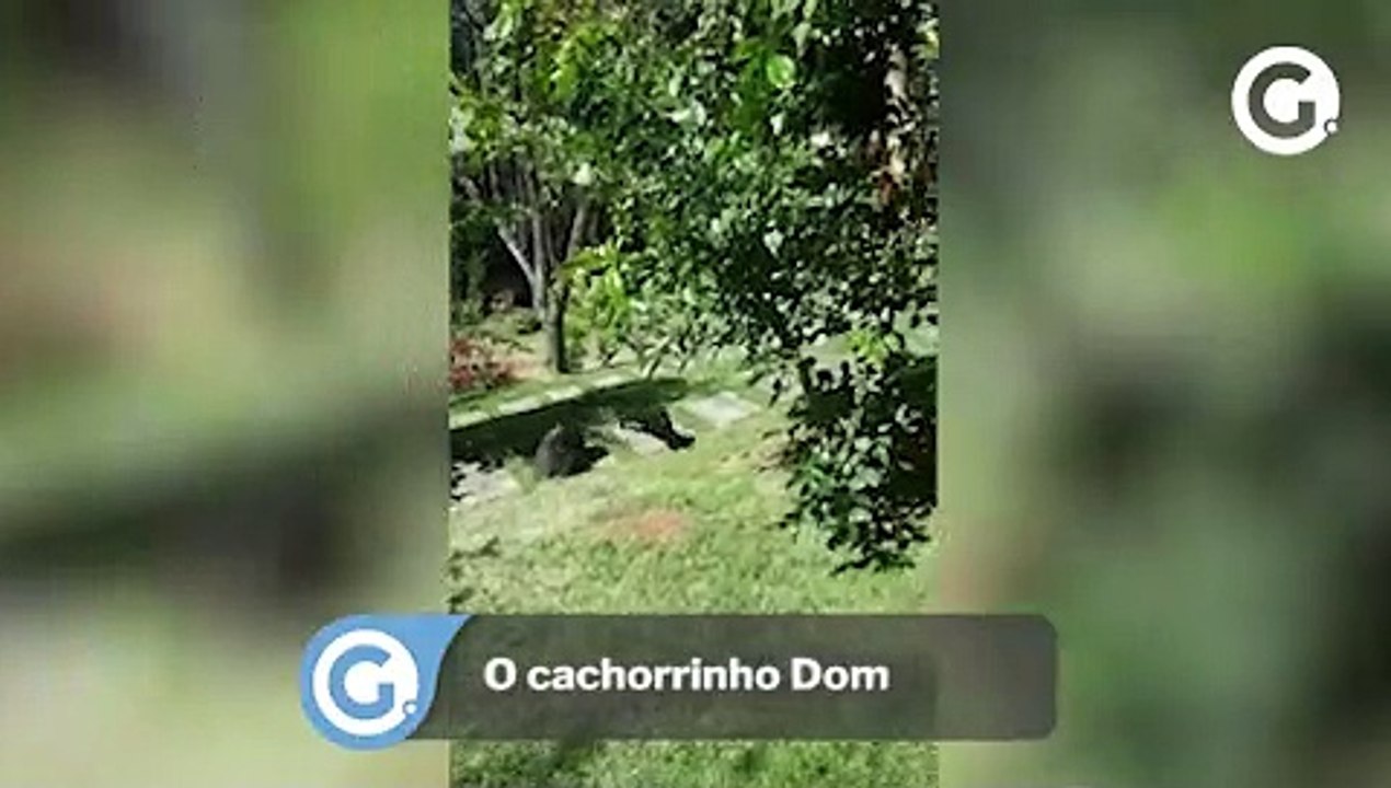 O cachorrinho Dom