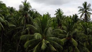 GoPro Forest Shot - Video No 1 - Drone Shots