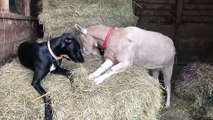 Dog and Goat Best Friends Eating Hay Together