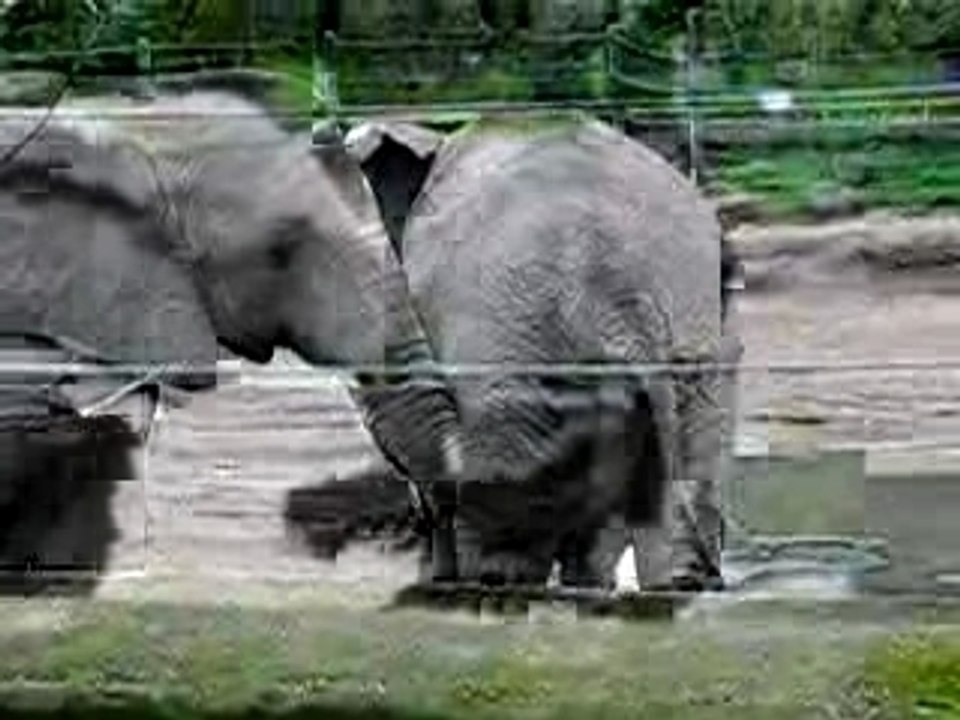 Ekliger Elefant