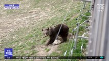 [이슈톡] '12년 감금' 서커스 곰, 알프스서 1년도 안 돼 숨져