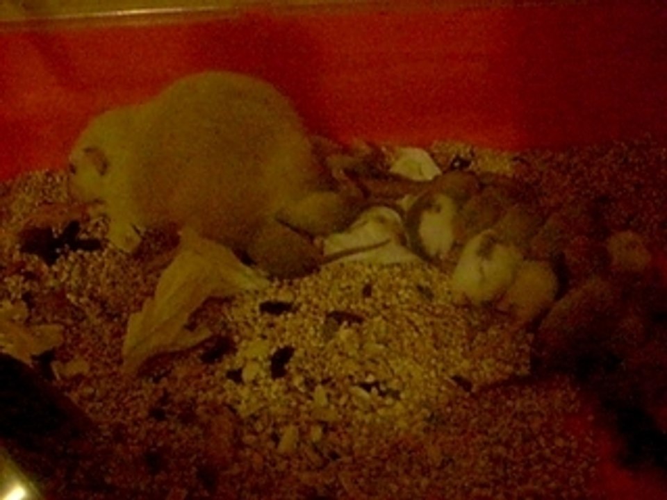 Les bibous de Isis le 29.02.2008