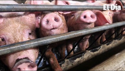 Gobierno aumenta a un millón más producción de pollo; carne importada llega al país