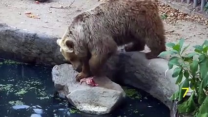 Animals kindness 3 Ours