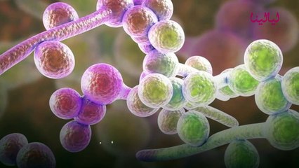 الكانديدا: أعراضها وأسباب ظهورها وطرق العلاج