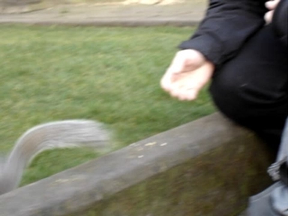 Donner à manger à un écureuil anglais