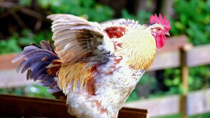 Funny Parrots and Cute Birds Compilation