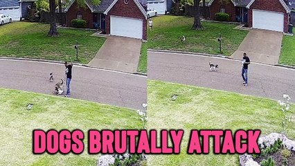 'Unleashed Dogs BRUTALLY ATTACK Small Pup on a Leash'