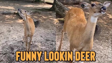 'Funny-Looking Deer 'SMILES' to Get Free Food!'
