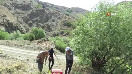 Erzincan'da 400 kınalı keklik doğaya salındı