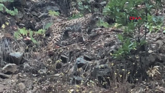 Tunceli'de 'Ormanın Hayaleti' olarak bilinen vaşak görüntülendi