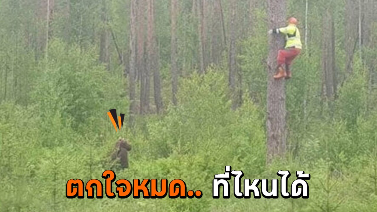 แตกตื่น ! เจอชายปีนต้นไม้หนีหมี พอแจ้งตำรวจมาดู ที่ไหนได้.. แกงกันหนักมาก