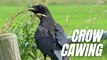 Loud Crow Sound Effect | Sound Of Crows Cawing | Kingdom Of Awais