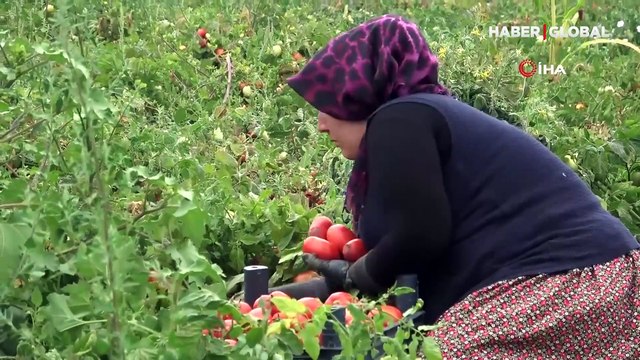 Üretici değil, satıcı kazanıyor! Domates tarlada 1, markette 5 lira