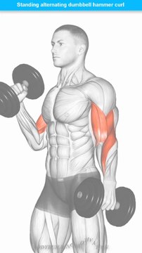 STANDING ALTERNATING DUMBBELL HAMMER CURL | EXERCISE DATABASE | BODYBUILDING MOTIVATION