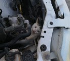 OTOMOBİLİN MOTORUNA GİREN KEDİYİ İTFAİYE ÇIKARDI