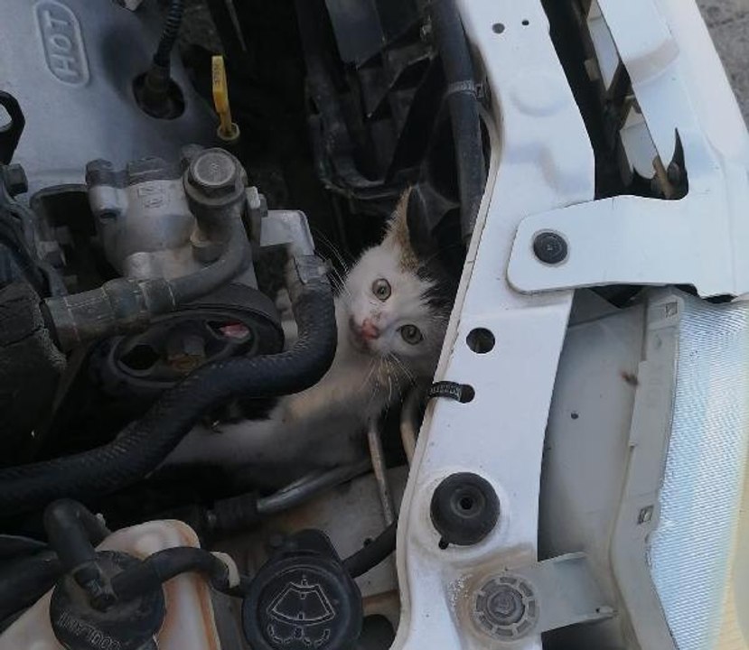 OTOMOBİLİN MOTORUNA GİREN KEDİYİ İTFAİYE ÇIKARDI