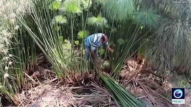 Egypt papyrus makers keep tradition alive