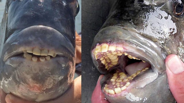Encuentran un pez con 'dientes humanos' en EE. UU.