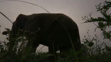 Video herunterladen: Una treintena de elefantes asiáticos se da un festín de frutas en un santuario indio