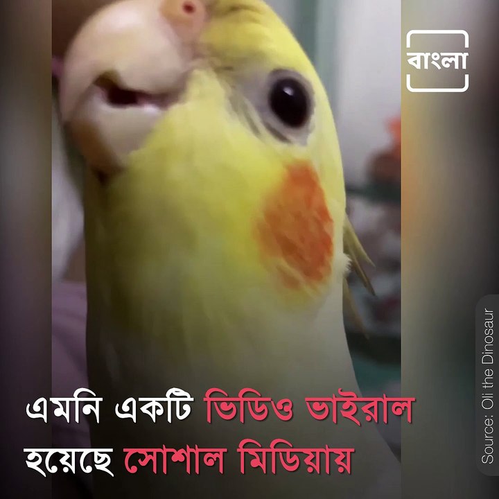 This Bird's Whistle Goes Viral