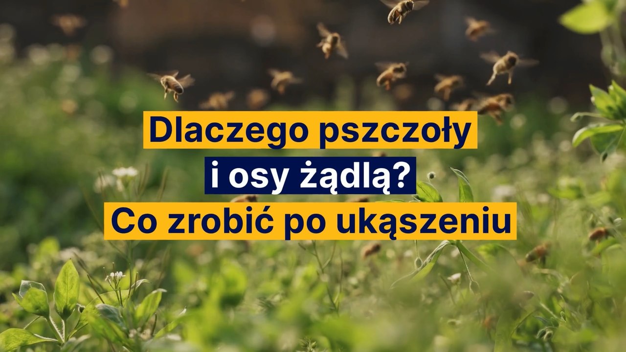 Dlaczego pszczoły i osy żądlą? Co zrobić po ukąszeniu