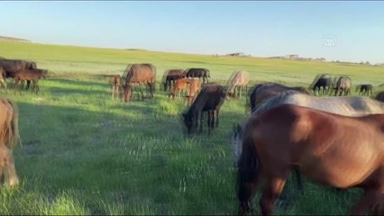 Kazakistan'ın ücra bir köyünde yaşayan genç kadın, köyün at sürüsünü tek başına yönetiyor