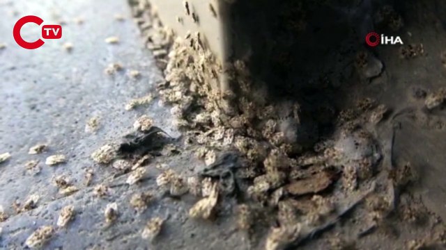 Kırklareli’nde 'Dantel Böceği' istilası
