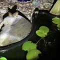 Noisy Frogs Move in to Backyard Pond