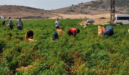 GAZİANTEP'TE KIRMIZI BİBER HASADA BAŞLADI