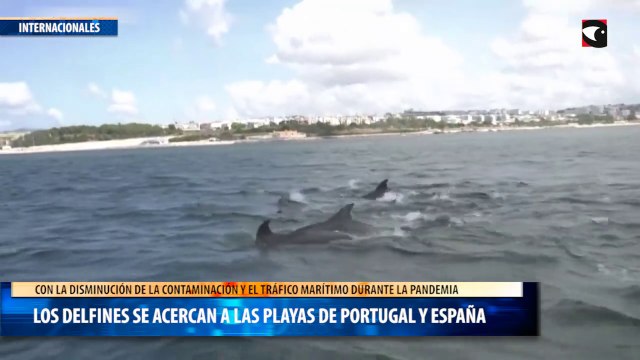 Los delfines se acercan a las playas de Portugal y España