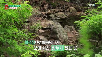 건축탐구- 집 - 나무가 자라는 집_#002