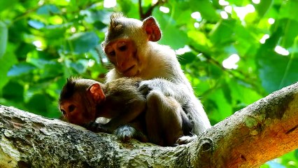 10=To=4647=10=Amber kid kidnap baby Ronnie from Sovana team Million Pity Ronnie Very Scare