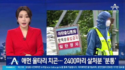 [단독]애먼 곳에 울타리 설치…돼지 2400마리 살처분에 ‘분통’