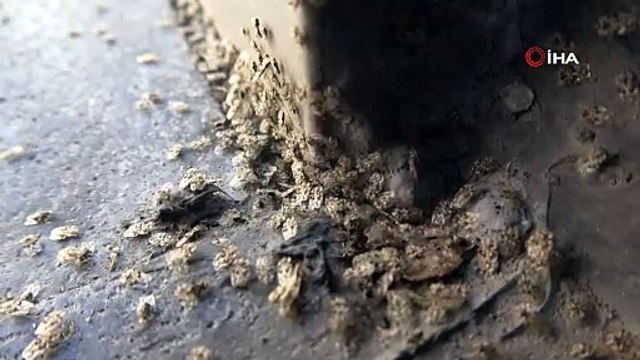Kırklareli’nde 'Dantel Böceği' istilası