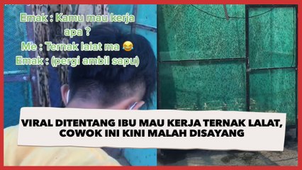 Viral Cowok Curhat Ditentang Ortu saat Mau Kerja Ternak Lalat, Kini Disayang
