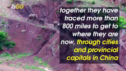 Elephant Herd Finally Makes it Home After Incredible Journey Through China