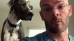 Great Dane Demands Attention from Working Dad