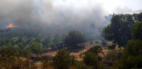 Son dakika haberleri: Bodrum'da makilik yangını