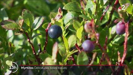 Alimentation : la saison de la myrtille bat son plein dans les Vosges