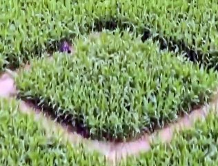 Labirinto, Alemanha, Jogos Olímpicos,