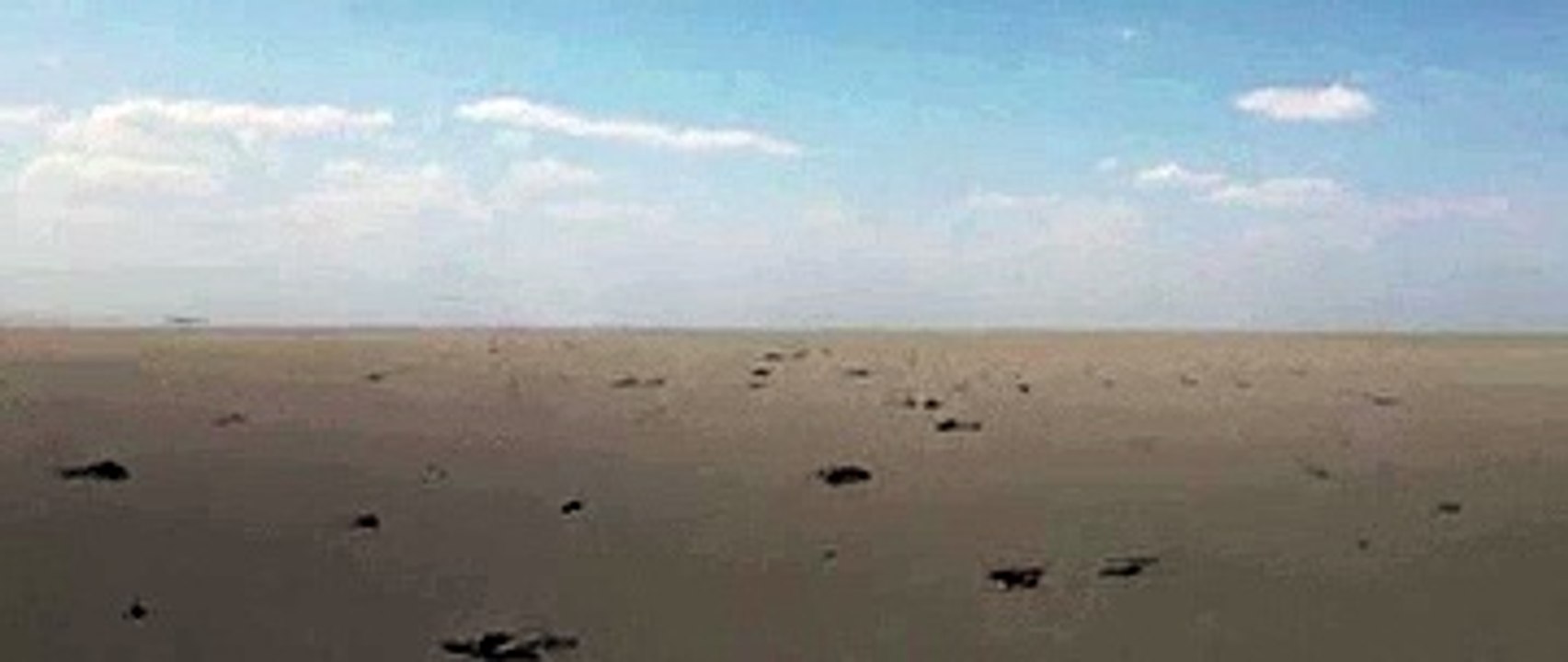 flamingos mortos, Turquia,