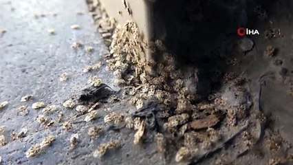 Kırklareli’nde Dantel Böceği istilası