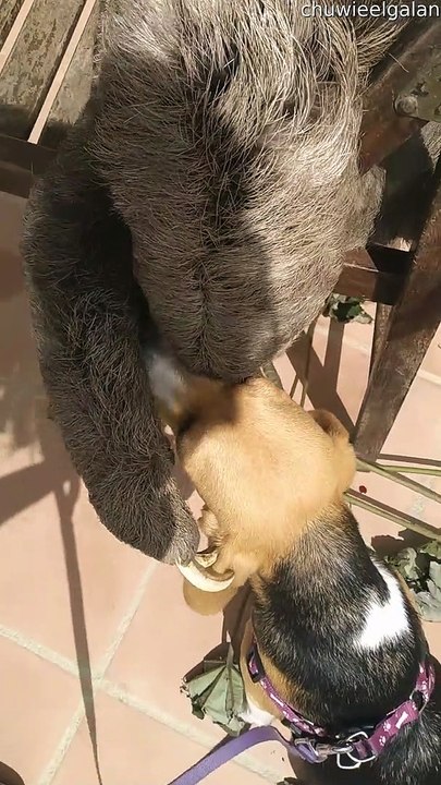 Beagle Says Bye to Sloth